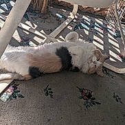 Cotton joined the competition — help win amazing prizes! accessories, animal, architecture, canine, cat, chair, couch, dog, furniture, homedecor, indoors, kitten, manx, person, pet, plywood, sleeping, strap, toy, wood