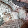 Cotton is registered to the contest to win money with this photo: animal, blanket, cat, computer, computerhardware, couch, cushion, electronics, hardware, homedecor, indoors, kitten, pc, person, pet, rat, rodent, screen, sleeping, text