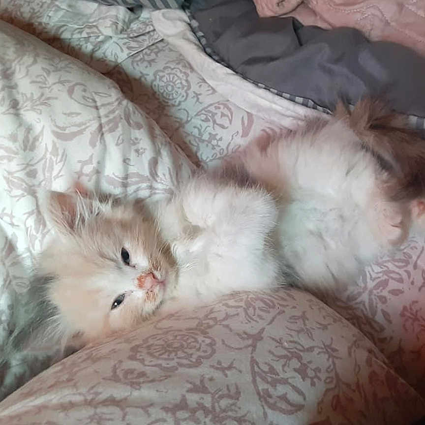 Cotton