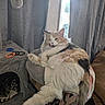 Cotton is registered to the contest to win money with this photo: abyssinian, animal, architecture, building, cat, clothing, couch, footwear, furniture, homedecor, indoors, linen, livingroom, pet, room, runningshoe, scissors, shoe, sneaker, wood