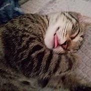 Stewie joined the competition — help win amazing prizes! cat, tabby_cat, sleeping, tongue_out, pet, feline, fur, whiskers, cozy, blanket, cute, animal, domestic_cat, resting, close_up, indoor, soft, nap, relaxation, adorable