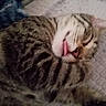 cat, tabby_cat, sleeping, tongue_out, pet, feline, fur, whiskers, cozy, blanket, cute, animal, domestic_cat, resting, close_up, indoor, soft, nap, relaxation, adorable