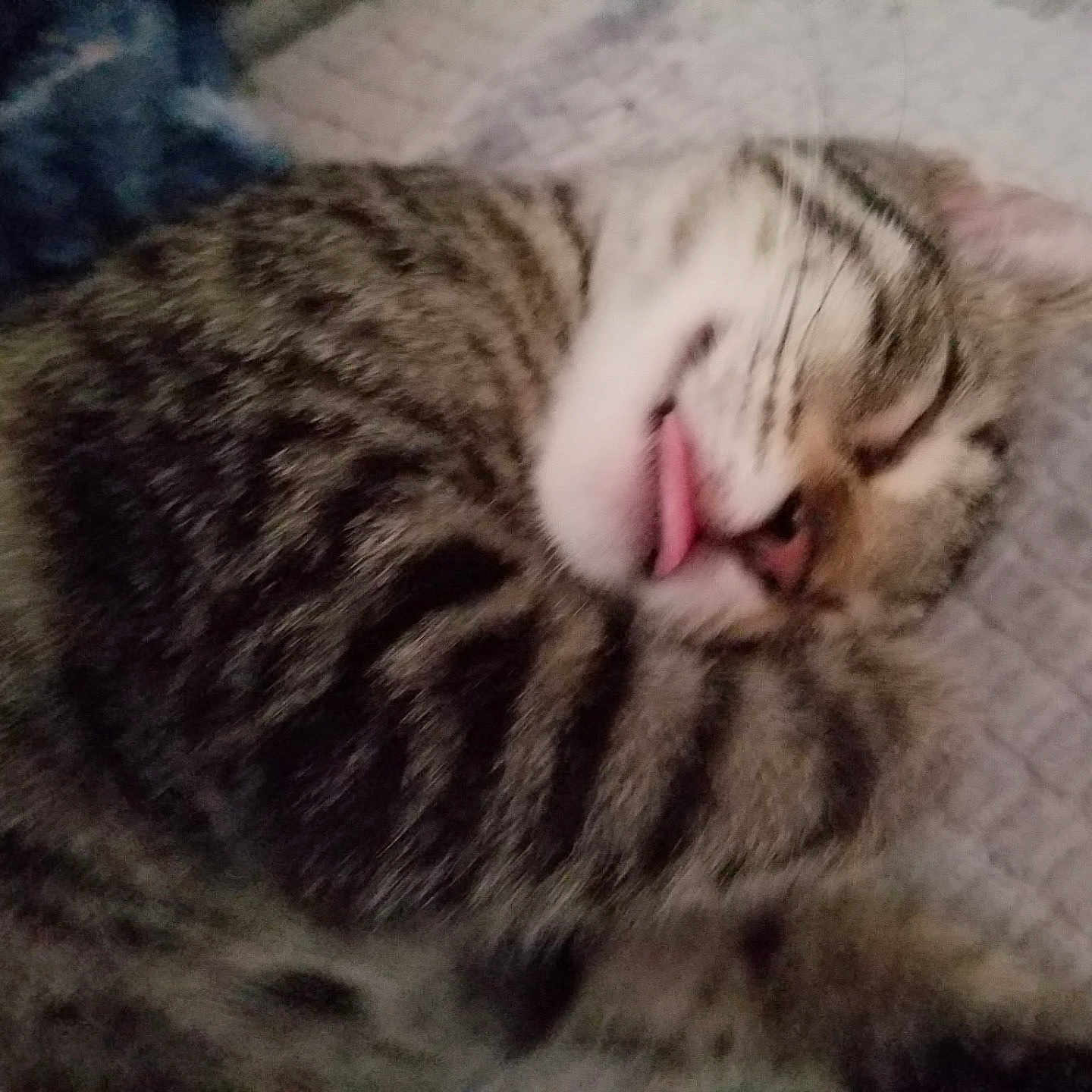 Stewie