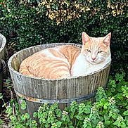 Bones is registered to the contest to win money with this photo: cat, orange_cat, wooden_barrel, green_plants, bush, outdoor, nature, relaxed, resting, feline, animal, pet, garden, flora, leafy, wood, rustic, cozy, daylight, wildlife