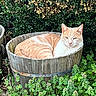 cat, orange_cat, wooden_barrel, green_plants, bush, outdoor, nature, relaxed, resting, feline, animal, pet, garden, flora, leafy, wood, rustic, cozy, daylight, wildlife