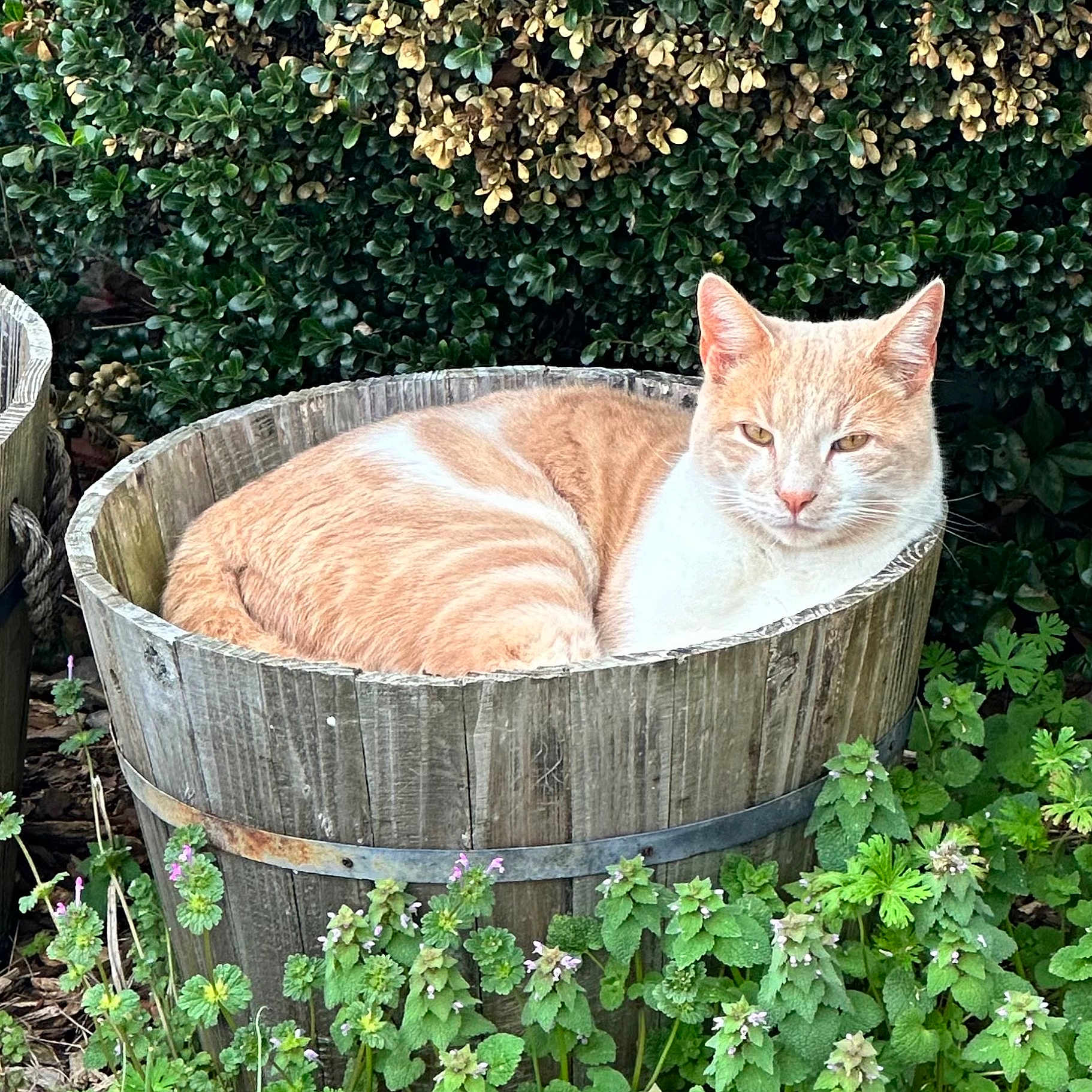 Bones is registered to the contest to win money with this photo: cat, orange_cat, wooden_barrel, green_plants, bush, outdoor, nature, relaxed, resting, feline, animal, pet, garden, flora, leafy, wood, rustic, cozy, daylight, wildlife