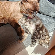 Ruben Et Arrow a rejoint le concours — aidez-le/la à gagner de superbes lots ! cat, kitten, adult_cat, grooming, licking, whiskers, fur, paw, sofa, couch, blanket, living_room, sunlight, cozy, domestic_animal, pet, sleepy, human_child, background, floor