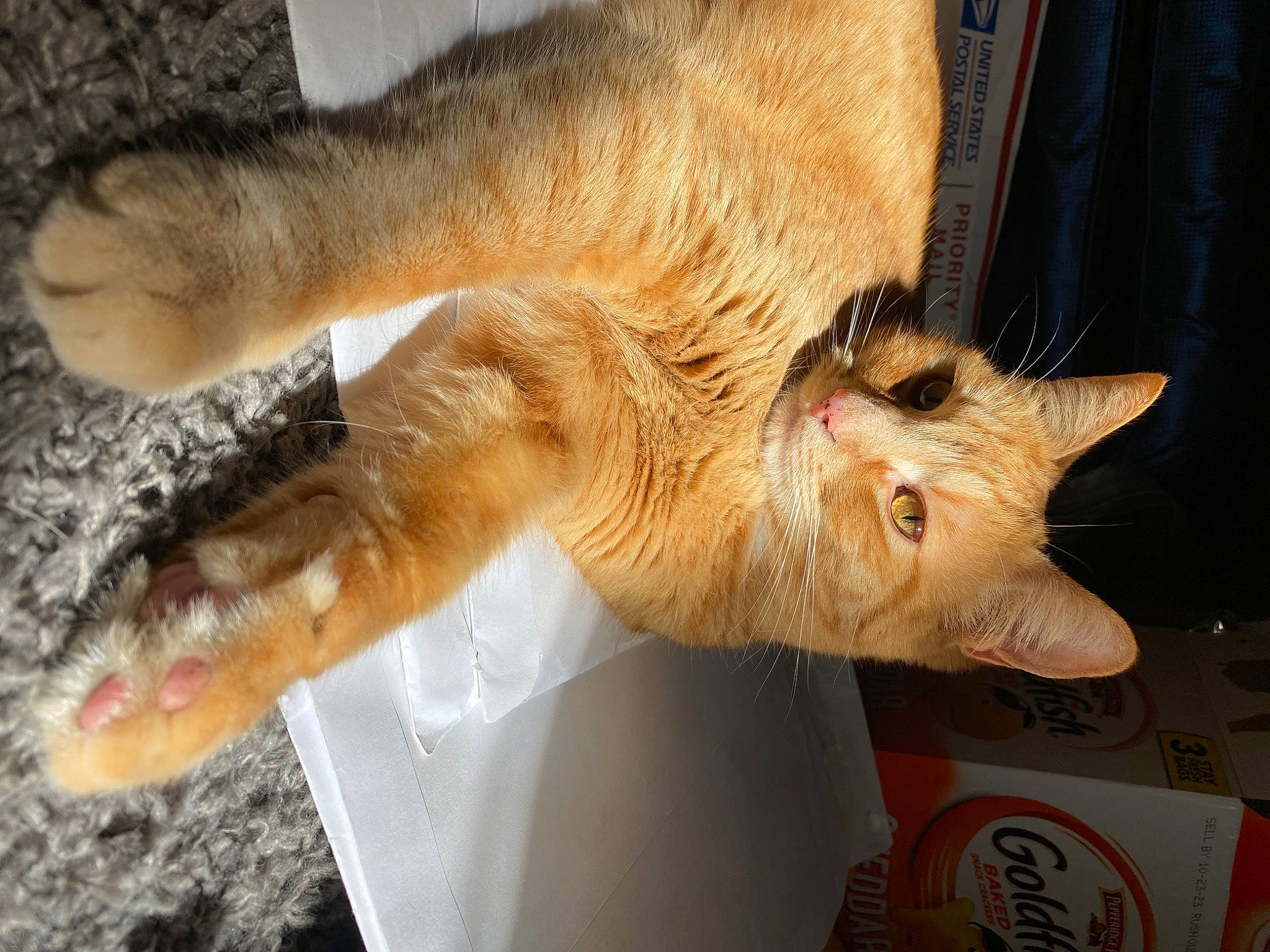 Juno joined the competition — help win amazing prizes! canidae, carnivore, cat, claw, curtain, domestic_short_haired_cat, fawn, felidae, foot, fur, gesture, human_leg, paw, small_to_medium_sized_cats, snout, tail, terrestrial_animal, whiskers, window