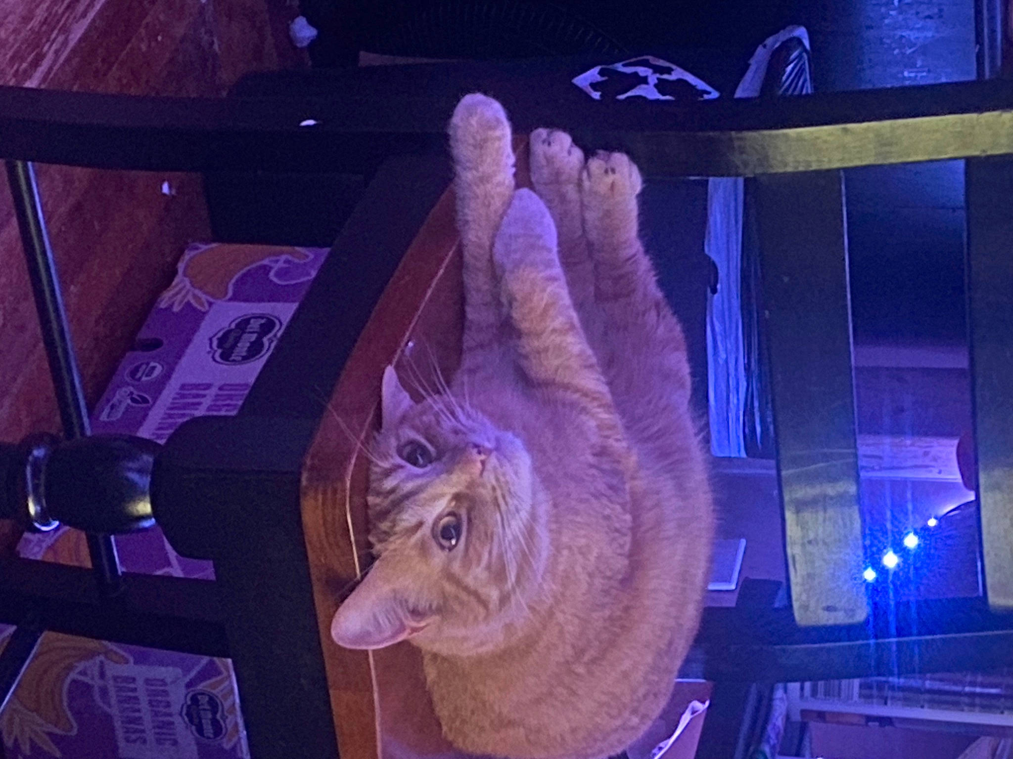 Juno is registered to the contest to win money with this photo: art, cat, darkness, electric_blue, event, felidae, fur, magenta, night, purple, small_to_medium_sized_cats, snapshot, space, thumb, violet, visual_arts, whiskers