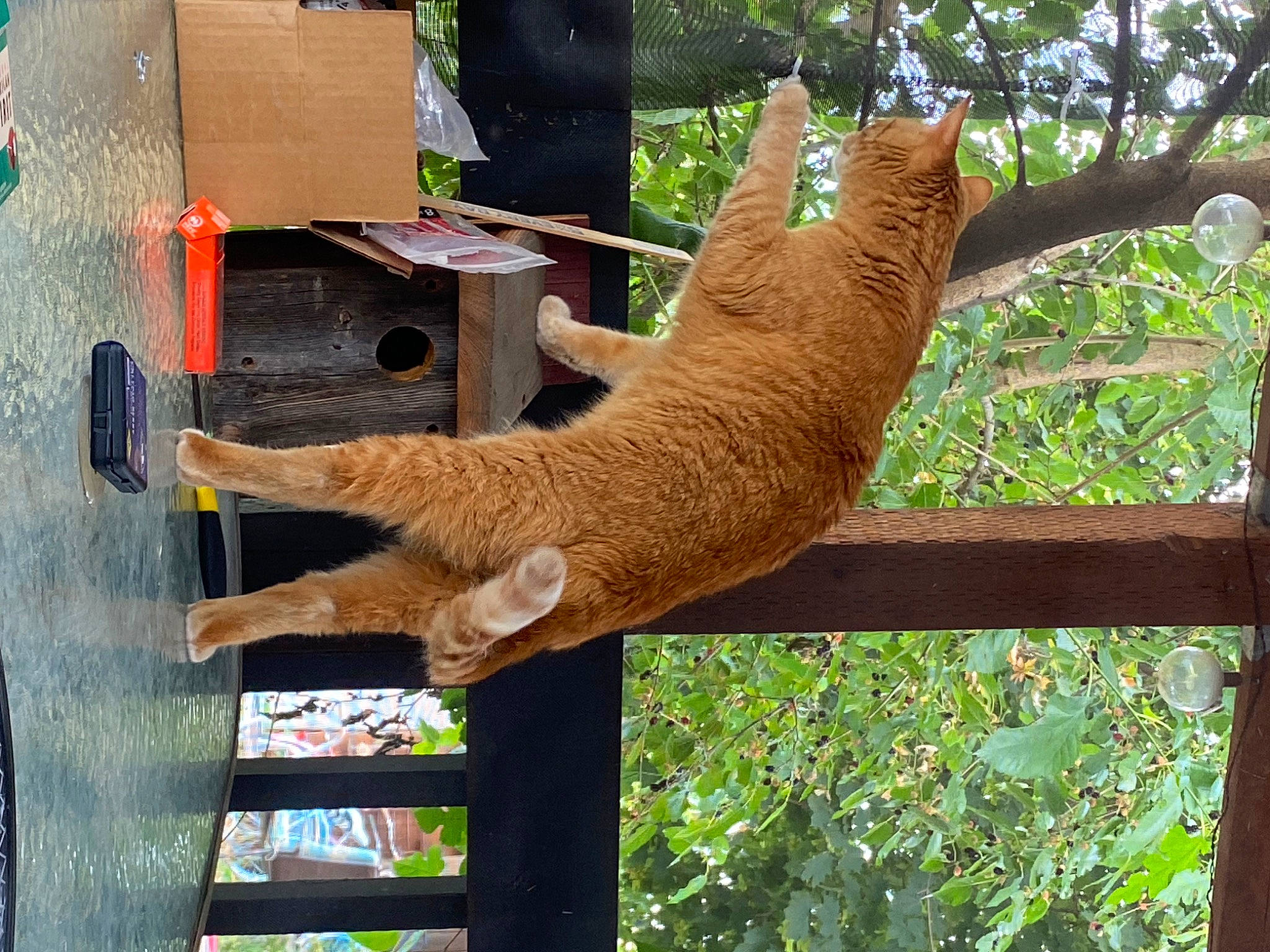 Juno is registered to the contest to win money with this photo: carnivore, cat, domestic_short_haired_cat, fawn, felidae, fur, gesture, grass, natural_material, pattern, plant, small_to_medium_sized_cats, tail, terrestrial_animal, tire, tree, trunk, whiskers, wildlife, wood