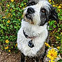 dog, animal, outdoor, wildflowers, yellow_flowers, nature, pet, fur, collar, tag, earth, greenery, cute, attentive, sitting, brown_eyes, fluffy, portrait, plants, summer