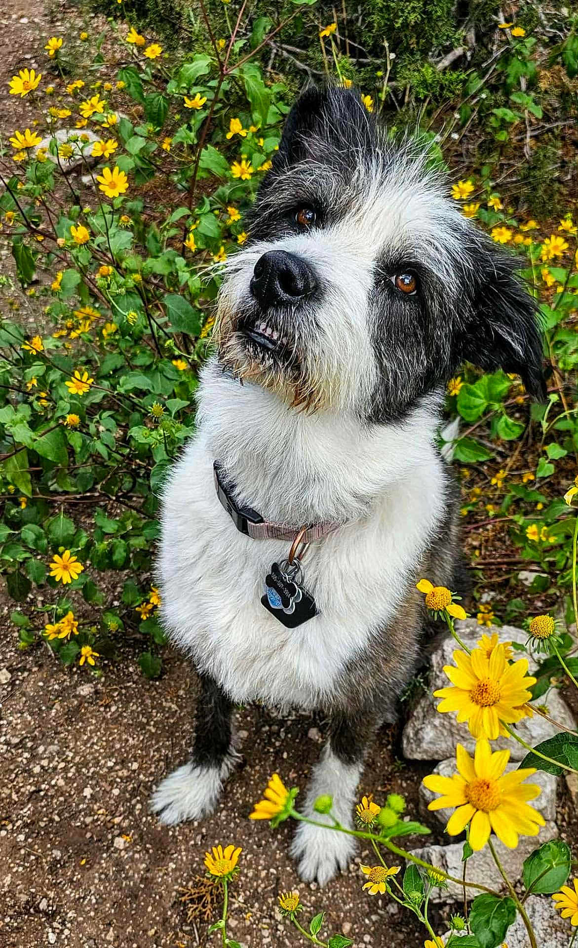 Queenie is registered to the contest to win money with this photo: dog, animal, outdoor, wildflowers, yellow_flowers, nature, pet, fur, collar, tag, earth, greenery, cute, attentive, sitting, brown_eyes, fluffy, portrait, plants, summer
