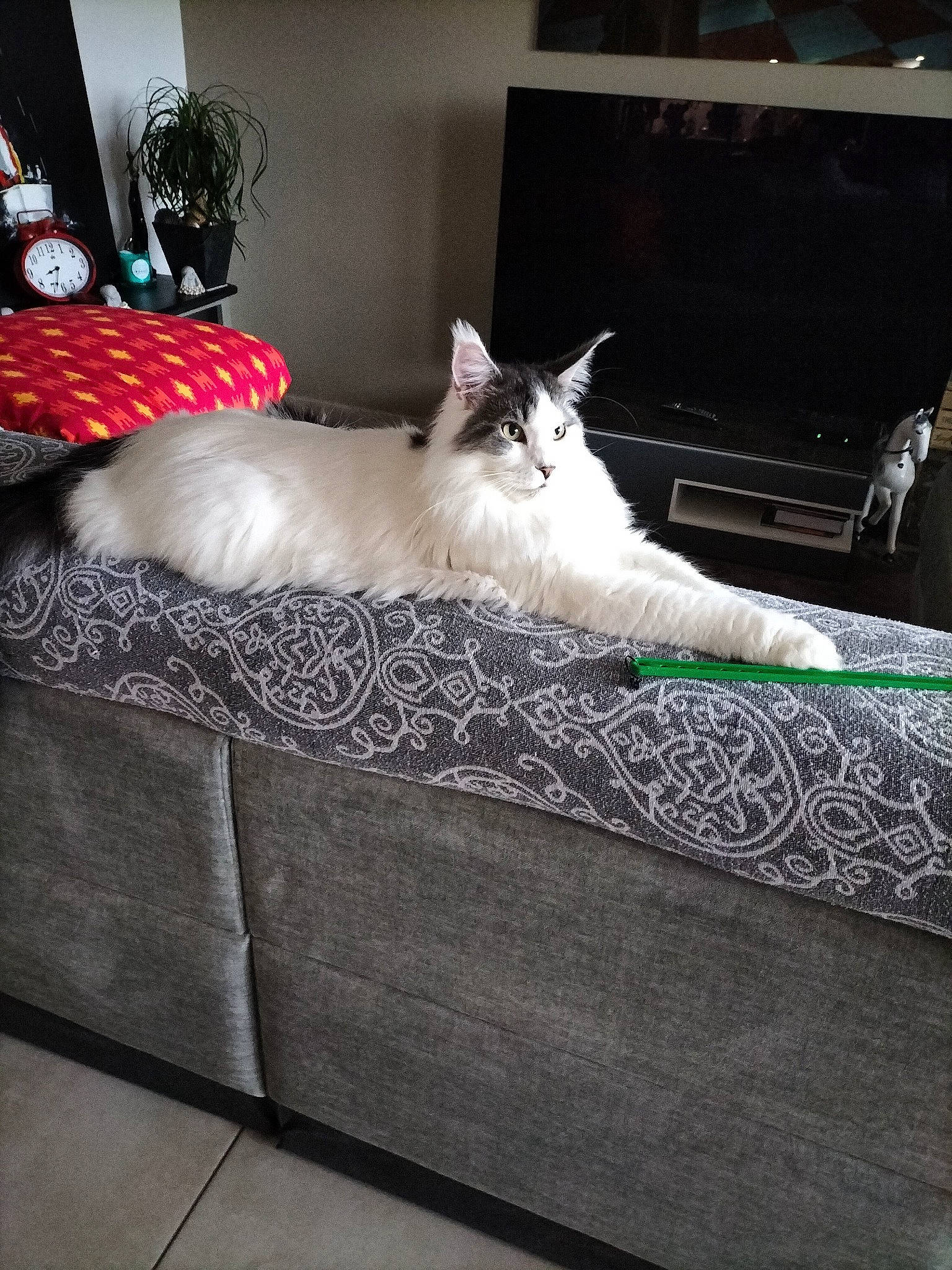 Picsou participe au concours pour gagner de l'argent avec cette photo : bed, bed_sheet, bedding, bedroom, carnivore, cat, comfort, couch, felidae, flooring, fur, furniture, grey, linens, pillow, room, small_to_medium_sized_cats, tail, textile, whiskers