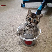 Foxy is registered to the contest to win money with this photo: animal, bucket, carpet, cat, chair, cozy, curious, cute, domestic, feline, floor, indoor, kitten, looking, pet, playful, small, tabby, wheel, young
