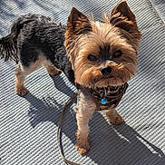 Olaf a rejoint le concours — aidez-le/la à gagner de superbes lots ! animal, black_fur, brown_fur, camouflage, canine, curious, dog, ears, eyes, face, fur, harness, leash, outdoor, pet, shadow, small_dog, standing, sunlight, yorkshire_terrier
