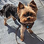 animal, black_fur, brown_fur, camouflage, canine, curious, dog, ears, eyes, face, fur, harness, leash, outdoor, pet, shadow, small_dog, standing, sunlight, yorkshire_terrier
