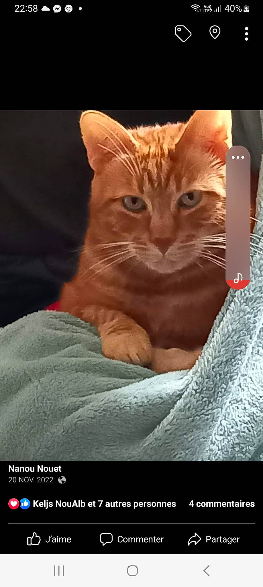 Léon a rejoint le concours — aidez-le/la à gagner de superbes lots ! carnivore, cat, claw, comfort, domestic_short_haired_cat, fawn, felidae, fur, gesture, linens, paw, photo_caption, small_to_medium_sized_cats, snout, tail, whiskers, wildlife, window