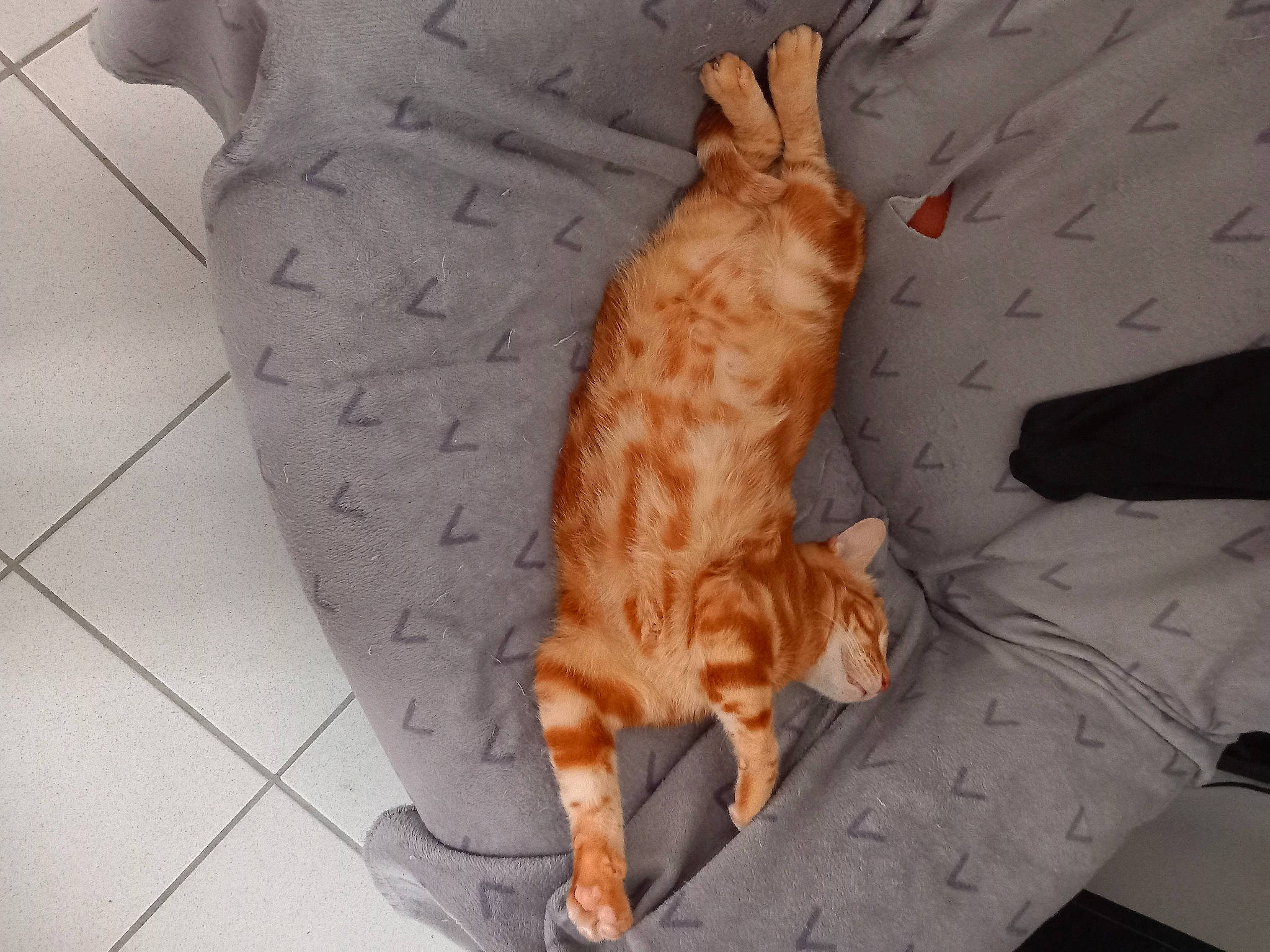 Léon participe au concours pour gagner de l'argent avec cette photo : canidae, carnivore, cat, claw, comfort, domestic_short_haired_cat, fawn, felidae, foot, fur, head, human_body, paw, small_to_medium_sized_cats, snout, tail, terrestrial_animal, tree, whiskers, wood