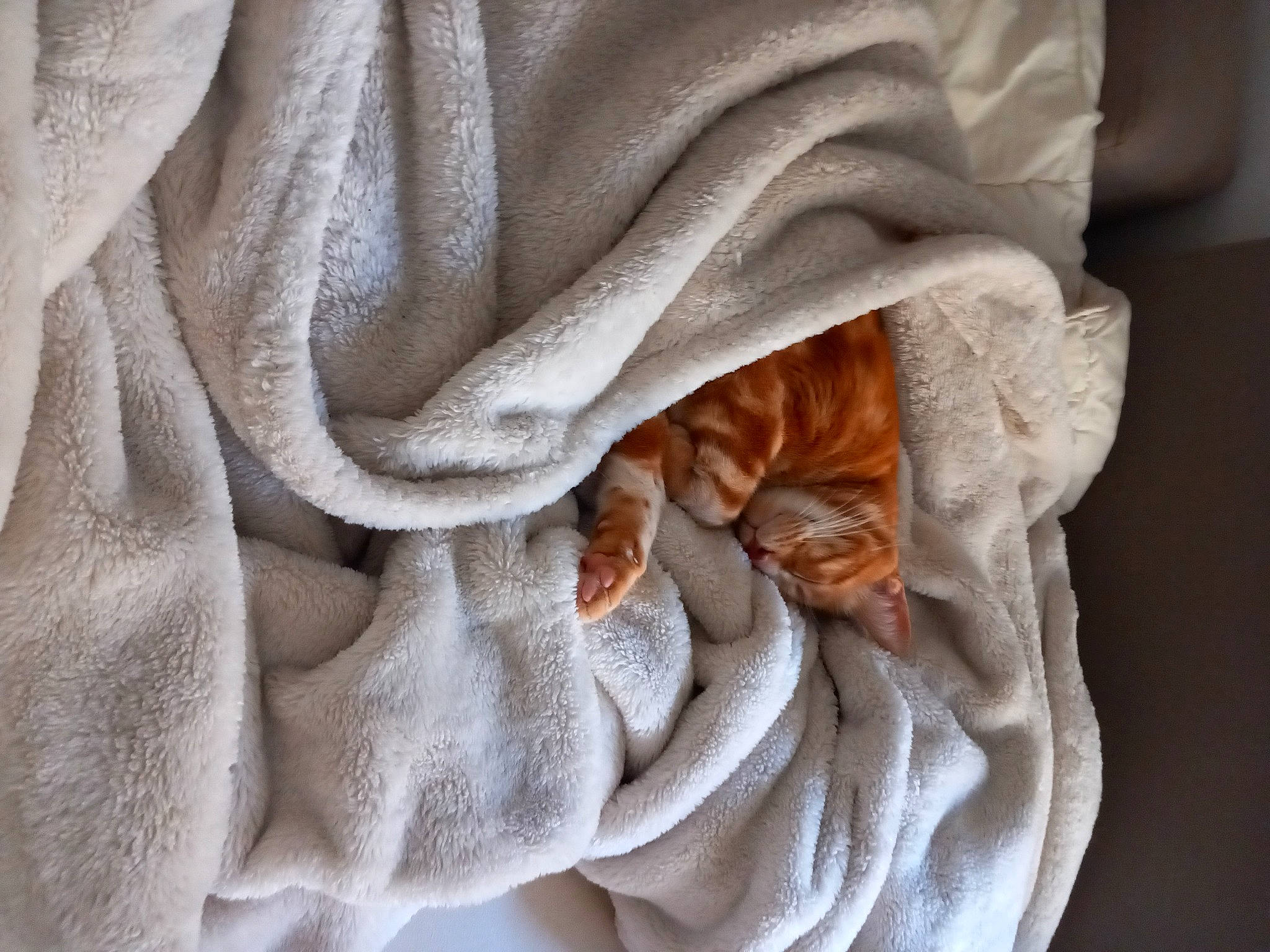 Léon a rejoint le concours — aidez-le/la à gagner de superbes lots ! beige, carmine, comfort, fashion_accessory, fur, grey, linens, natural_material, pattern, peach, petal, sleeve, textile