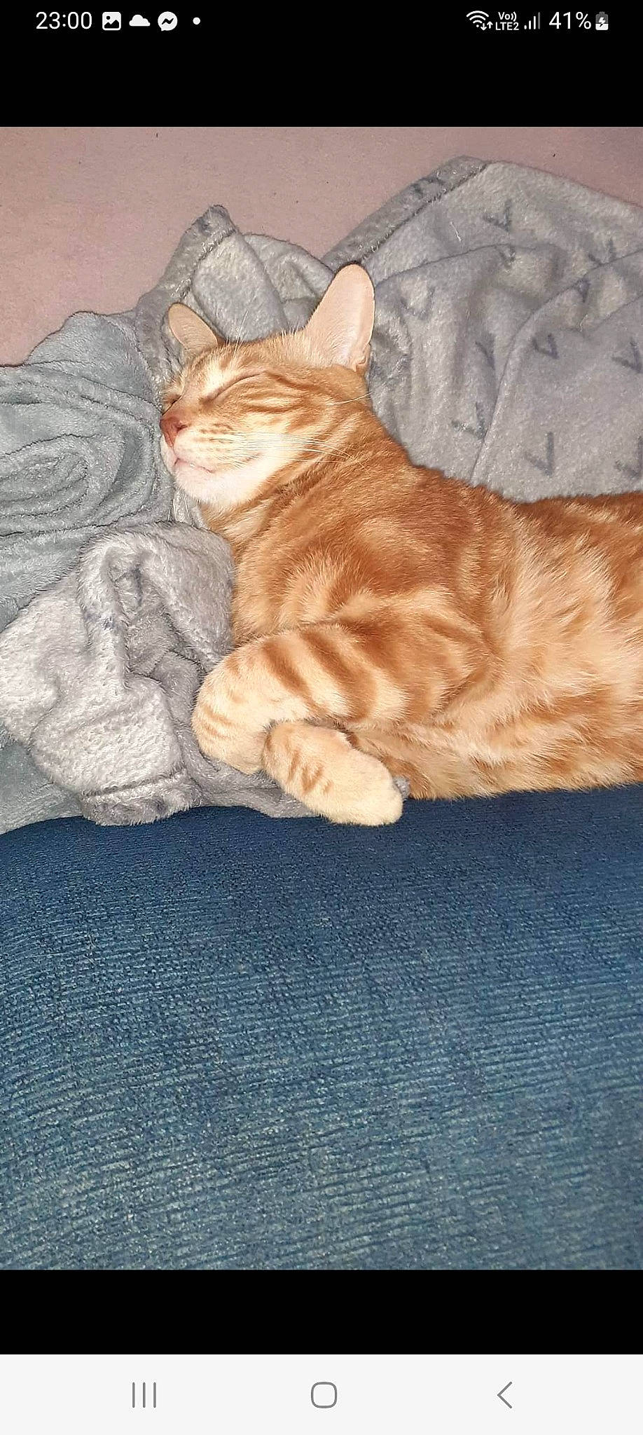 Léon participe au concours pour gagner de l'argent avec cette photo : carnivore, cat, claw, comfort, domestic_short_haired_cat, fawn, felidae, flooring, foot, fur, paw, peach, sand, sitting, small_to_medium_sized_cats, snout, tail, terrestrial_animal, whiskers, wood