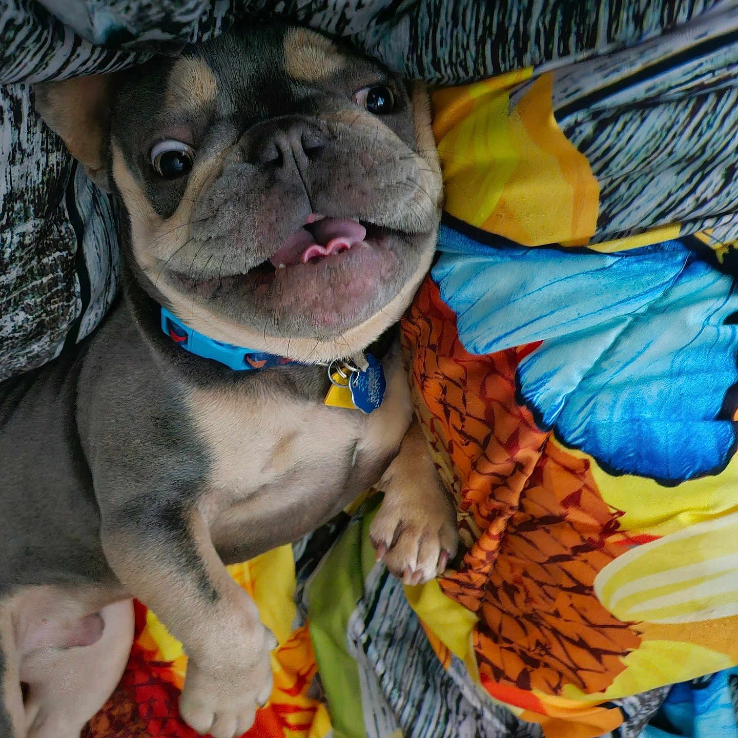 Jax is registered to the contest to win money with this photo: dog, puppy, smiling, tongue_out, collar, colorful_blanket, blue_butterfly, pineapple_pattern, cute, pet, lying_down, playful, happy, indoor, fur, paw, closeup, animal, domestic, sleepy