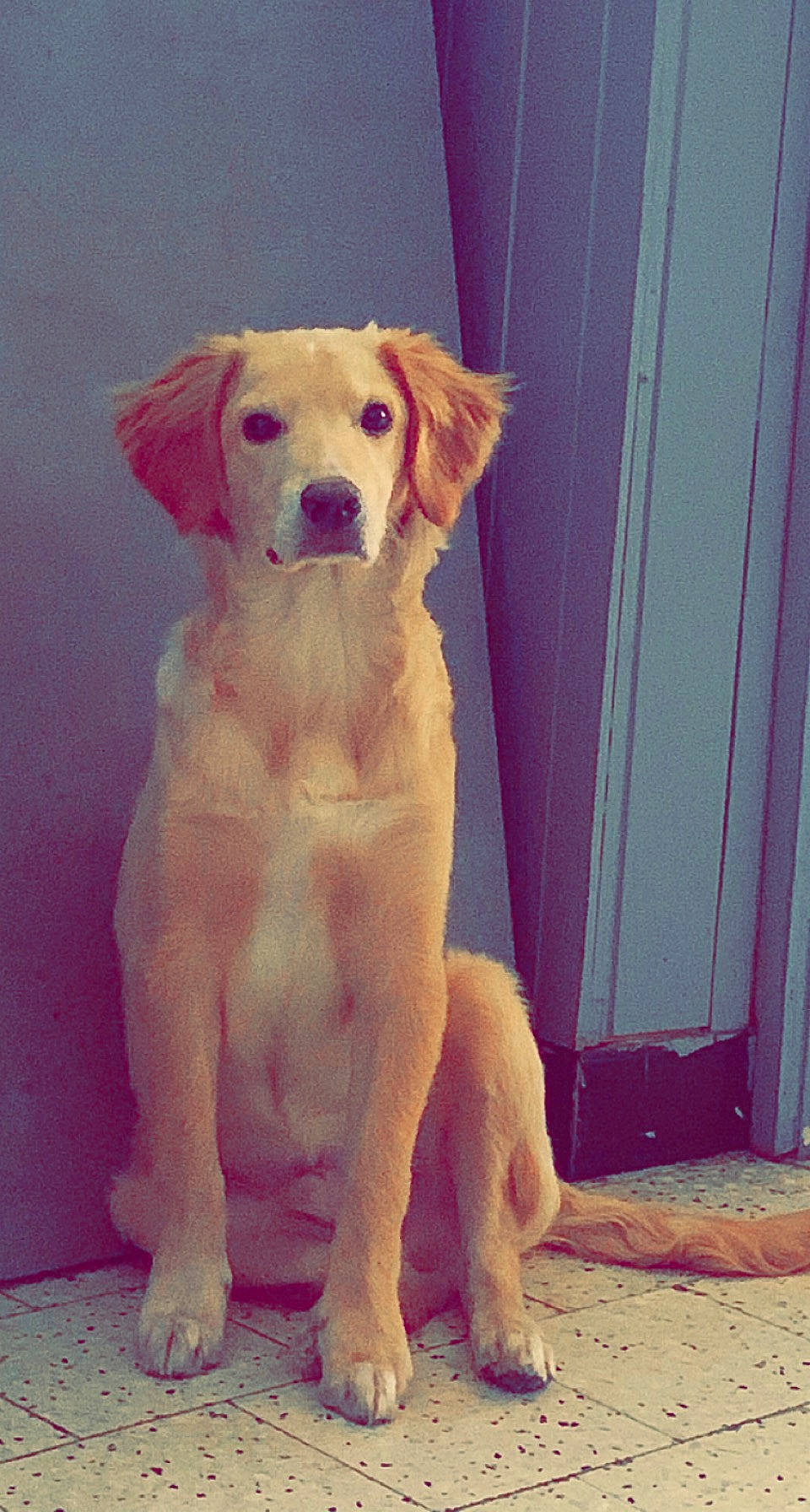 Robby participe au concours pour gagner de l'argent avec cette photo : canidae, carnivore, companion_dog, dog, dog_breed, door, fawn, flooring, foot, fur, gun_dog, head, human_body, liver, paw, pet_supply, snout, sporting_group, tail, working_animal