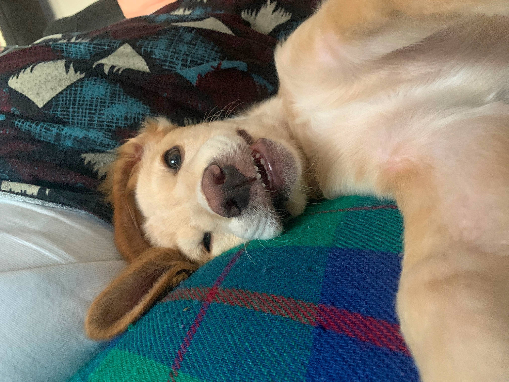 Robby participe au concours pour gagner de l'argent avec cette photo : canidae, carnivore, clock, comfort, companion_dog, couch, dog, dog_breed, fawn, fur, linens, pattern, paw, plaid, snout, sporting_group, tartan, terrestrial_animal, whiskers, working_animal