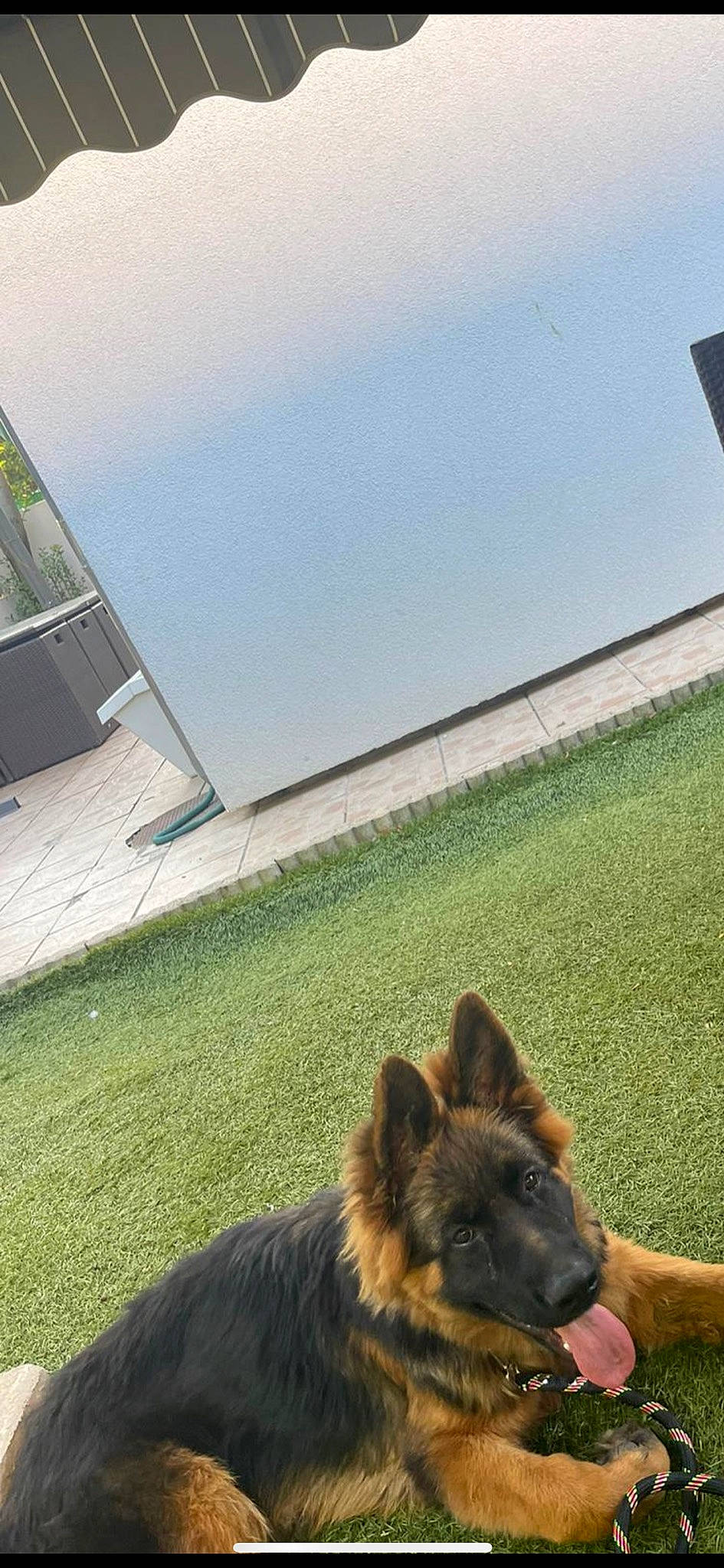 Jeff participe au concours pour gagner de l'argent avec cette photo : carnivore, companion_dog, dog, dog_breed, fawn, german_shepherd_dog, grass, herding_dog, king_shepherd, lawn, mammal, old_german_shepherd_dog, shade, sky, snout, sporting_group, tail, tints_and_shades, window, working_animal