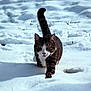 cat, tabby_cat, snow, outdoor, animal, walking, winter, white, fur, nature, cold, curious, mammal, pet, tail, whiskers, focused, daylight, ground, striding