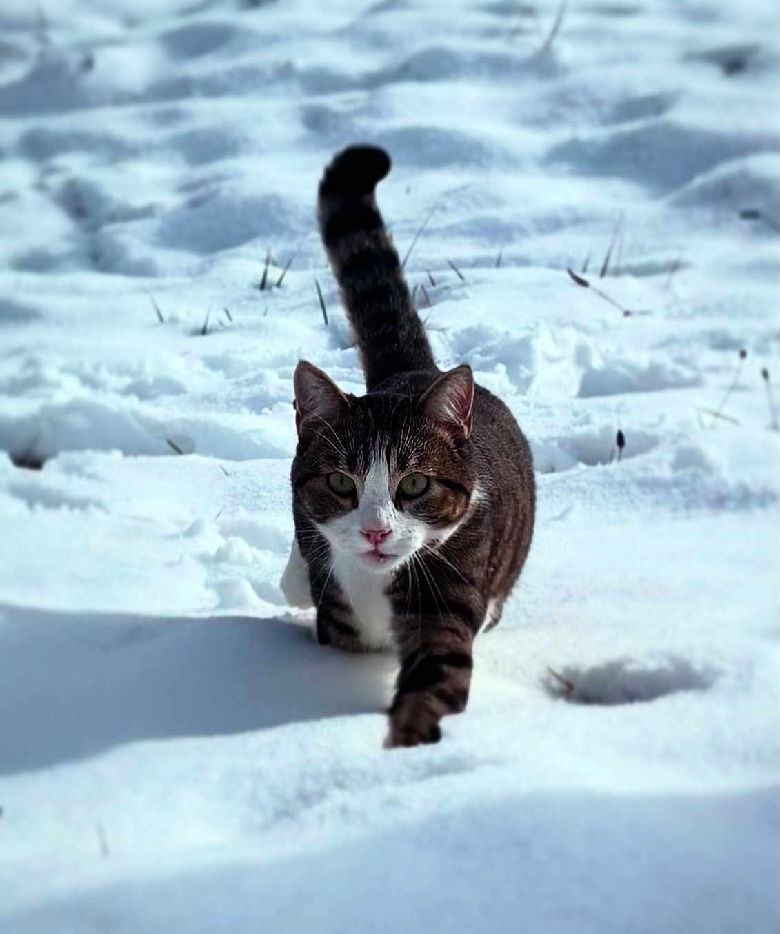 Vodka a rejoint le concours — aidez-le/la à gagner de superbes lots ! cat, tabby_cat, snow, outdoor, animal, walking, winter, white, fur, nature, cold, curious, mammal, pet, tail, whiskers, focused, daylight, ground, striding