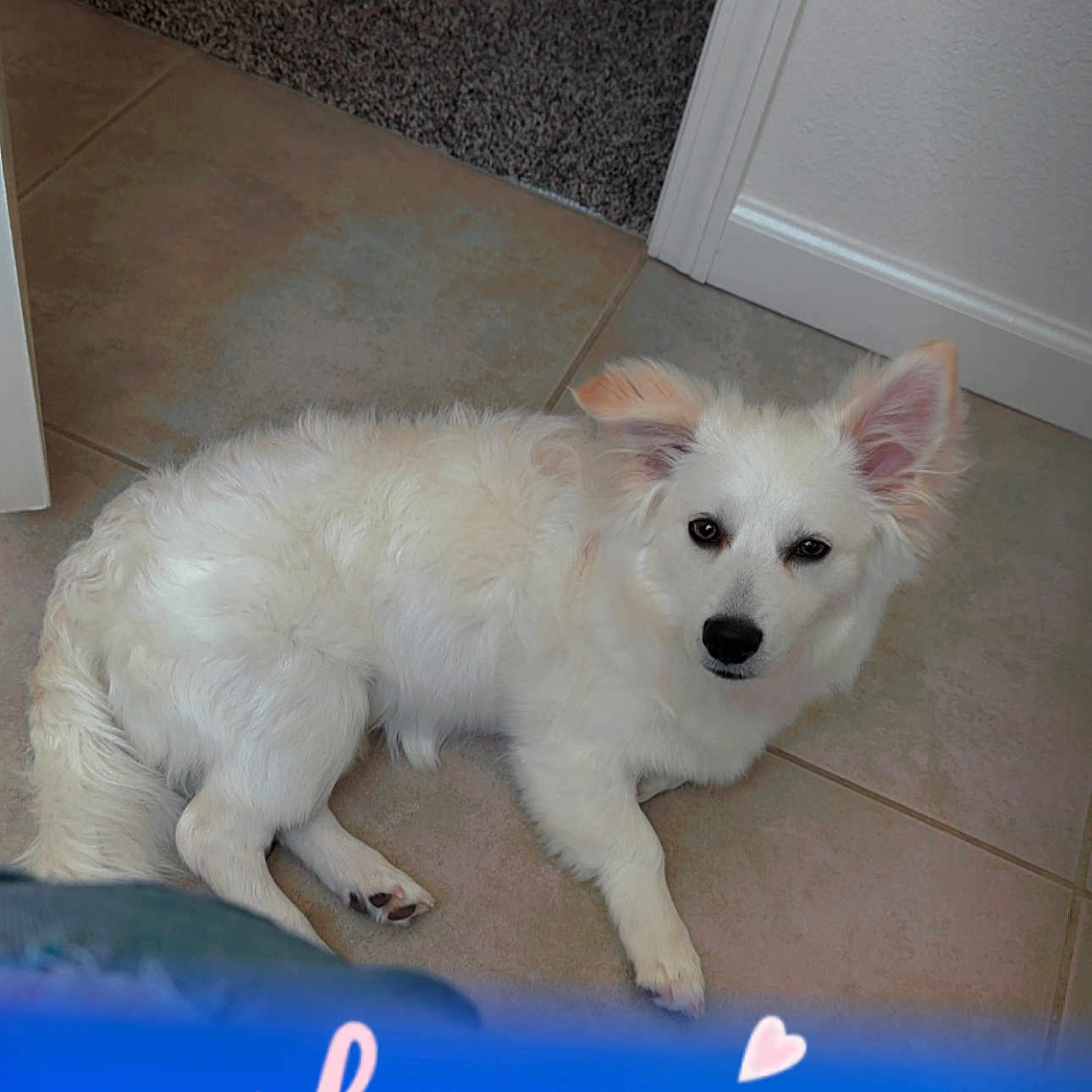 Ghost is registered to the contest to win money with this photo: animal, canine, dog, eskimodog, pet, puppy, whitedog