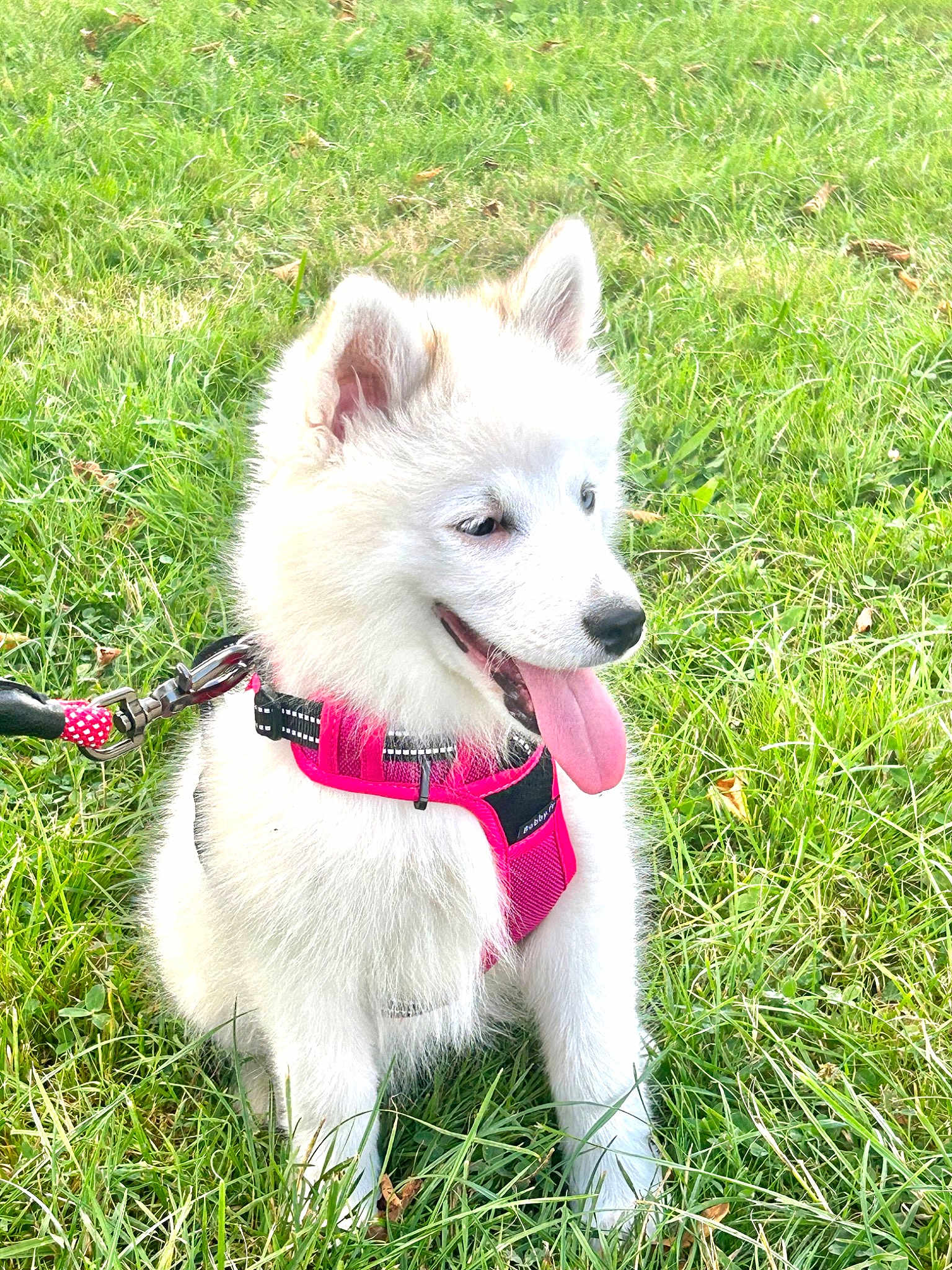 Luna