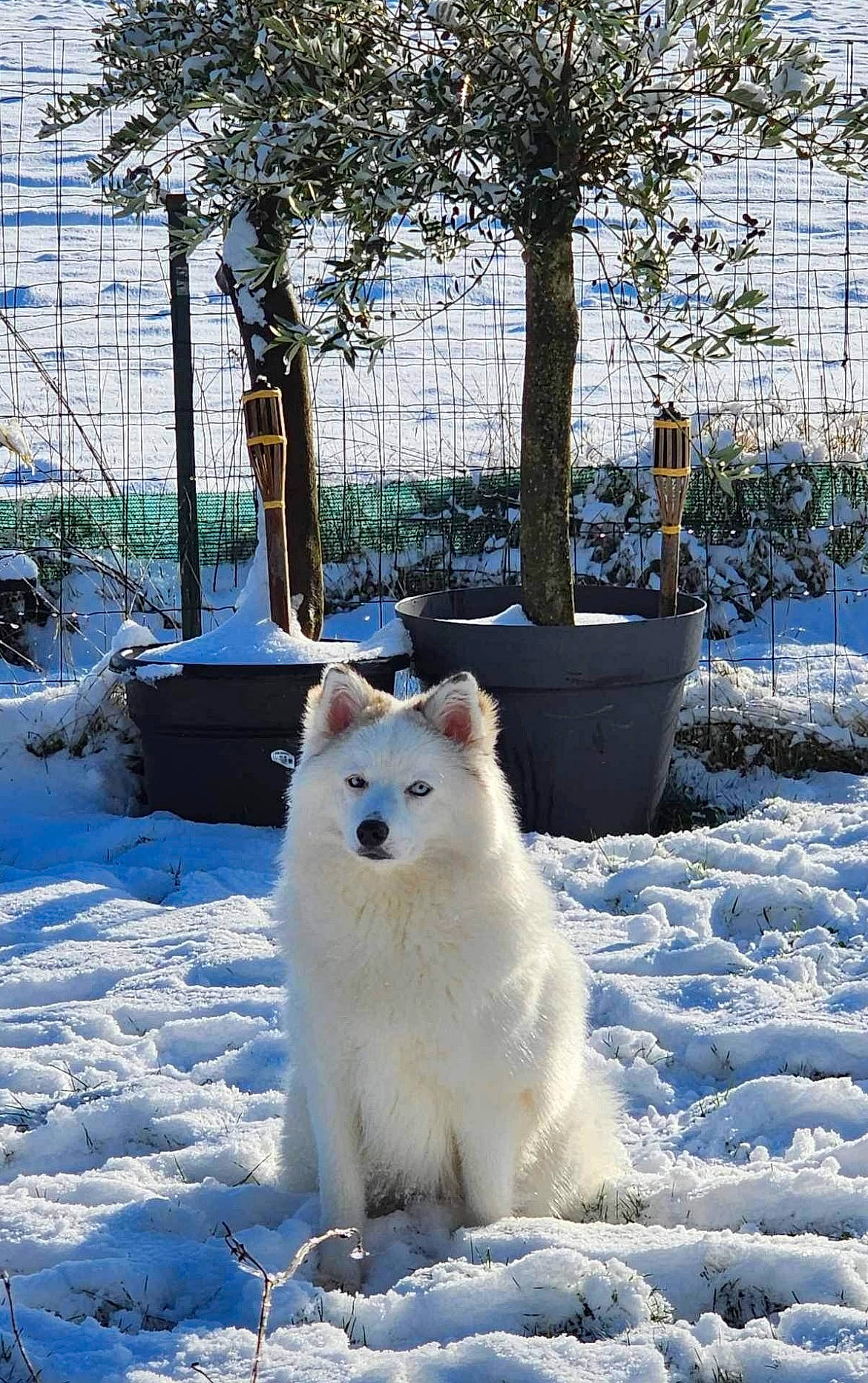Luna a rejoint le concours — aidez-le/la à gagner de superbes lots ! canidae, carnivore, companion_dog, dog, dog_breed, freezing, frost, fur, ice_cap, indian_spitz, japanese_spitz, plant, polar_ice_cap, samoyed, snow, spitz, sporting_group, tree, volpino_italiano, winter