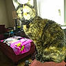 cat, tortoiseshell, pet, animal, portrait, sitting, indoors, chair, furniture, window, blinds, blanket, colorful, living_room, home, wooden_floor, dumbbell, whiskers, ears, closeup