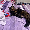 Kitana is registered to the contest to win money with this photo: cat, tortoiseshell_cat, feline, pet, animal, bed, bedroom, blanket, purple_bedding, pillow, lying_down, relaxed, raised_paw, green_eyes, whiskers, fur, indoor, cozy, colorful_blanket, portrait