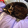 Kitana is registered to the contest to win money with this photo: cat, sleeping, curled_up, black_cat, brown_fur, fur, animal, pet, bed, bedding, blanket, lavender, cozy, indoors, home, resting, relaxed, cute, nap, portrait