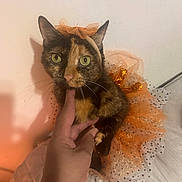 Kitana joined the competition — help win amazing prizes! cat, tortoiseshell_cat, pet, animal, costume, dress, bow, sparkles, orange, black, white, whiskers, green_eyes, sitting, indoor, bed, blanket, human_hand, portrait, fashion