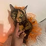 cat, tortoiseshell_cat, pet, animal, costume, dress, bow, sparkles, orange, black, white, whiskers, green_eyes, sitting, indoor, bed, blanket, human_hand, portrait, fashion
