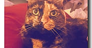 Kitana joined the competition — help win amazing prizes! cat, tortoiseshell_cat, pet, animal, feline, close_up, portrait, wide_eyed, whiskers, ears, fur, brown_fur, black_fur, orange_fur, indoor, cozy, soft_focus, warm_lighting, colorful, sitting