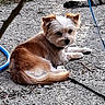 dog, small_dog, outdoor, gravel, lying_down, brown_fur, white_fur, pet, collar, leash, hose, curious, animal, nature, daylight, resting, looking_back, ears_up, ground, canine