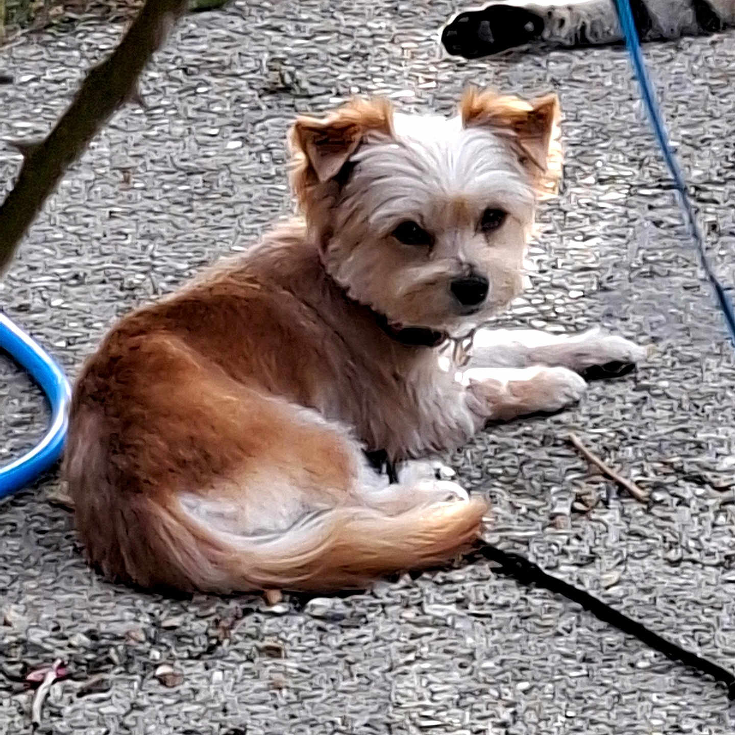 Kaly participe au concours pour gagner de l'argent avec cette photo : dog, small_dog, outdoor, gravel, lying_down, brown_fur, white_fur, pet, collar, leash, hose, curious, animal, nature, daylight, resting, looking_back, ears_up, ground, canine