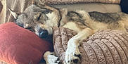 Tcheky participe au concours pour gagner de l'argent avec cette photo : animal, blanket, canine, closeup, comfort, couch, cozy, dog, fur, home, indoors, nap, paw, peaceful, pet, pillow, relaxation, rest, sleeping, soft