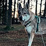 Tcheky a rejoint le concours — aidez-le/la à gagner de superbes lots ! alert, animal, canine, companion, daylight, dog, forest, fur, harness, leash, mammal, nature, outdoor, park, pet, standing, trees, twilight, wildlife, woodland