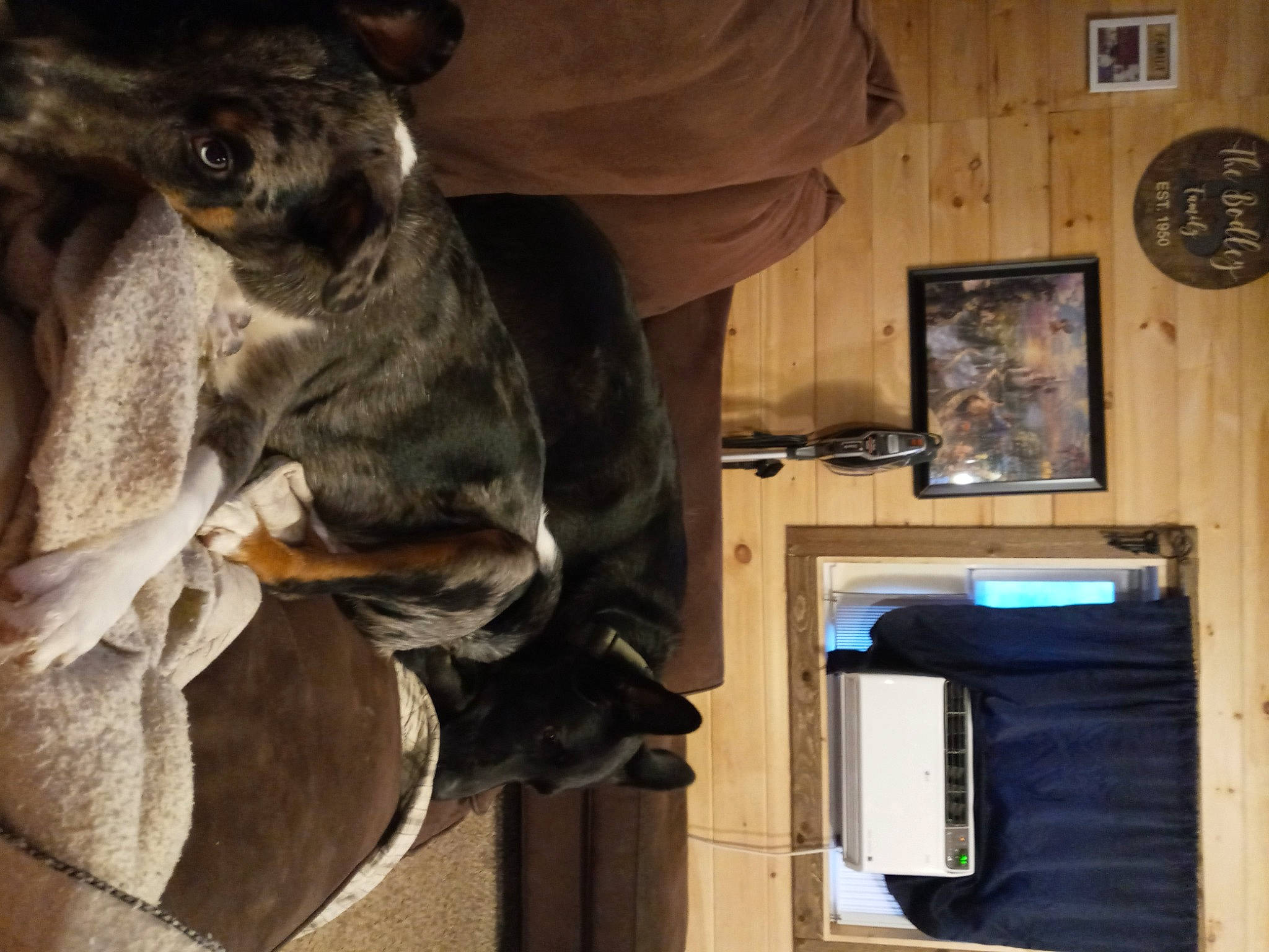 Buddy joined the competition — help win amazing prizes! art, building, carnivore, companion_dog, dog_breed, fawn, felidae, fur, jaw, picture_frame, sculpture, small_to_medium_sized_cats, snout, sporting_group, toy, toy_dog, whiskers, window, wood, working_animal