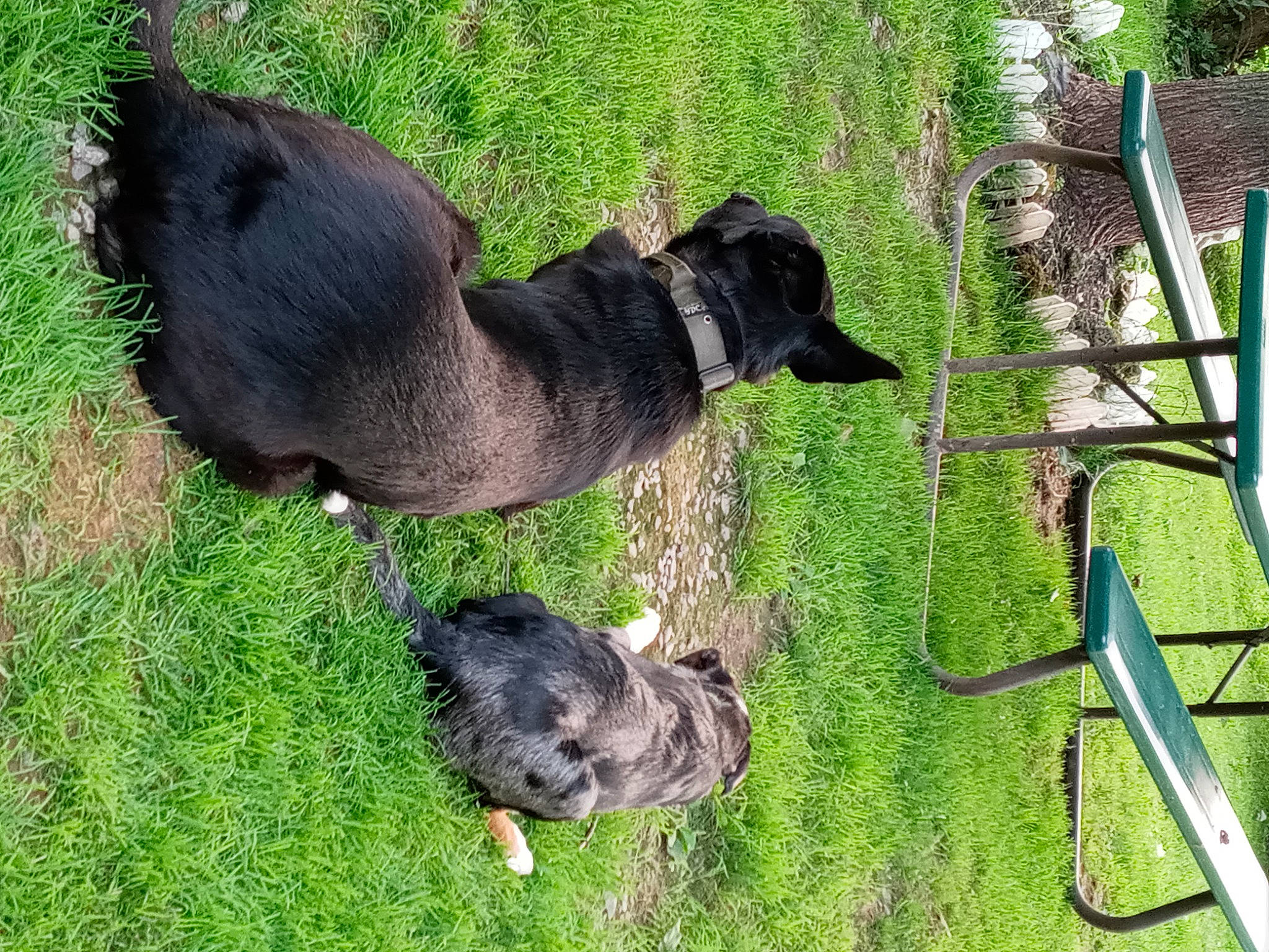 Buddy joined the competition — help win amazing prizes! beak, canidae, carnivore, companion_dog, dog, dog_breed, dog_supply, fur, grass, groundcover, mammal, pet_supply, plant, sporting_group, tail, terrestrial_animal, vertebrate, working_animal