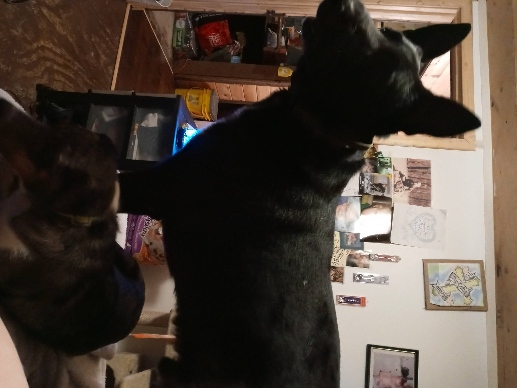 Jake joined the competition — help win amazing prizes! black_cat, bombay, canidae, carnivore, cat, dog_breed, domestic_short_haired_cat, ear, felidae, fur, gesture, guard_dog, picture_frame, room, small_to_medium_sized_cats, sporting_group, tail, whiskers, window