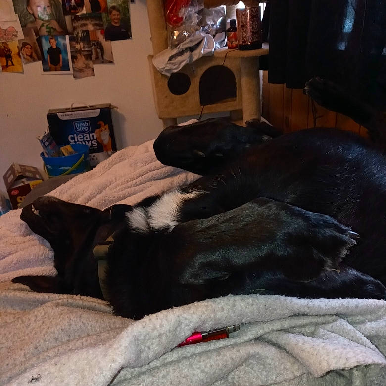 Jake joined the competition — help win amazing prizes! carnivore, chair, comfort, companion_dog, couch, dog, dog_breed, fawn, floor, flooring, fur, grey, hardwood, linens, living_room, picture_frame, snout, sporting_group, wood, working_animal