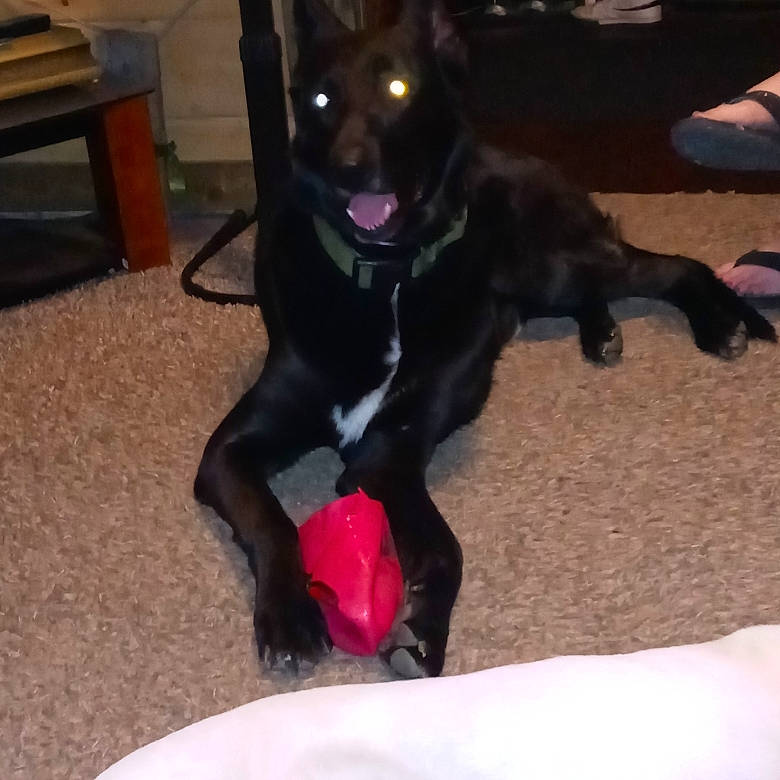 Jake is registered to the contest to win money with this photo: borador, carnivore, collar, companion_dog, dog, dog_breed, dog_collar, dog_supply, flooring, fur, guard_dog, gun_dog, non_sporting_group, retriever, sporting_group, tail, working_animal