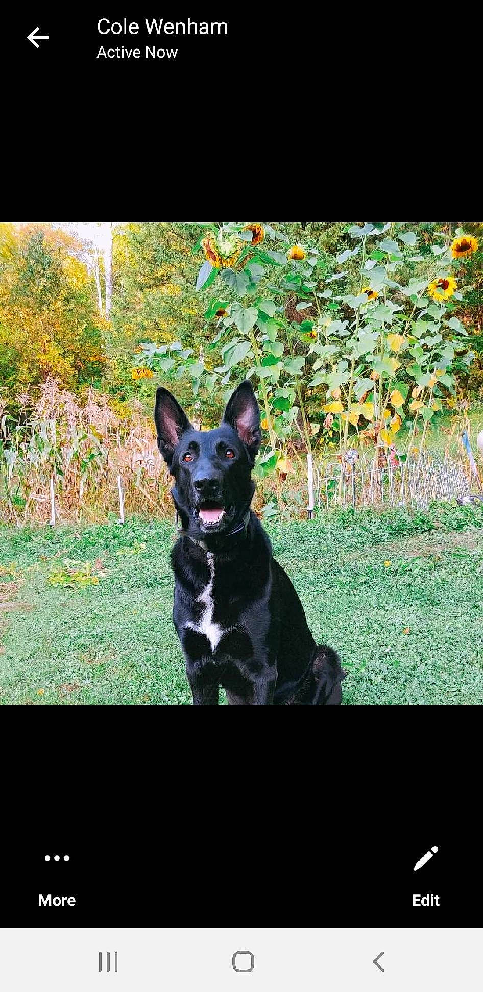 Jake is registered to the contest to win money with this photo: art, boston_terrier, canidae, carnivore, companion_dog, dog, dog_breed, fawn, felidae, grass, plant, rectangle, snout, sporting_group, tail, terrestrial_animal, tints_and_shades, tree, whiskers, wildlife