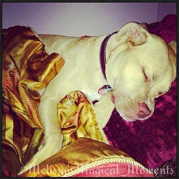 Caramel Ann is registered to the contest to win money with this photo: